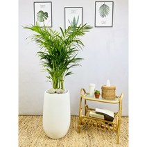 공기청정 실내공기정화 반음지식물 야레카야자 대형 거실화초 현관화분 미세먼지정화 먼지먹는 반려식물