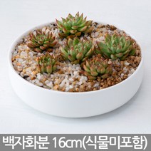 낮고 넓은 다육이 백자 화분 - 중형화분 다육화분 다육이화분 인테리어 홈카페 까페 선인장화분 납짝이 흰색 화이트 인테리어 사무실 책상, 01_Sein_낮은백자 A타입(받침X)