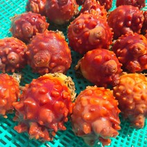 당일 산지직송 횟감용 통영 활 멍게 1KG, 1개