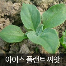 아이스플랜트씨앗 아이스플랜트 씨앗 허브씨앗 500알