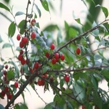 싸다구 H06~ 08 이스라지 산앵두 3년생