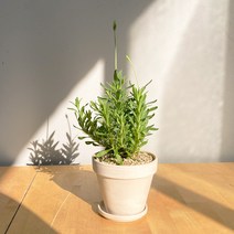 [1+1 SET] 보랏빛향기 공기정화식물 키우기쉬운 반려식물 잉글리쉬라벤더 독일 토분, 쵸콜렛(11cm), 화이트(11cm), 화분받침(2개)