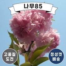 (나무85) 겹벚 R3 겹벚 R4, 겹벚 R3 내외 분