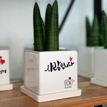 마음을전하는 메시지화분 캘리그라피화분 (공기정화식물 스투키 소형) 사랑 감사 축하 60여가지