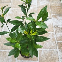 봄바람가든 열매치자 꼼꼼한포장 치자나무 향기좋은식물