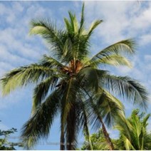 팜 오일 (palm oil), 1L