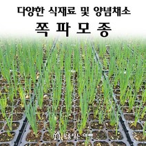 [모종심는아빠] 다양한 식재료 및 김장용 양념채소 쪽파모종, 모종72개(트레이1판), 1개