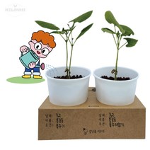 milovhi 강남콩 심기 화분 키우기 키트 식목일 행사 화분 만들기 강낭콩 씨앗 심기 세트, 1개
