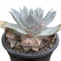 두들레야안소니-에케베리아/브리트니/화리노사/백분