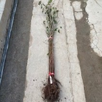 산수유 실생2년 특묘 5주cid