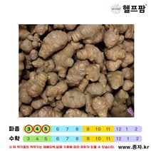 헬프팜 돼지감자 5kg 뚱단지 식용 종자 씨앗