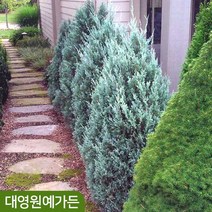 문그로우 5치포트 은청색 상록수 울타리용 측백나무, 문그로우 5치포트 (키50cm내외)