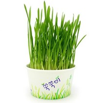 오스린 새싹보리 키우기 수경 재배기 세트, 1개