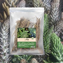손수 키운 건와송 바위솔 국내산 와송 건재 100g, 1개