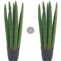 도도팜 1+1 금전수 산세베리아 돈나무 수퍼바 스투키 상토흙 공기정화식물 미세먼지제거식물, 08. 1+1 스투키 25cm7촉이상 1개