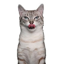 차량용 냉장고 미니 냉온장고 캠핑용 온장고 3Ratels CM29 사랑스러운 고양이 페르시아 Birman Bombay 영국, 05 CM29-5_02 20cm(7.87 inch)