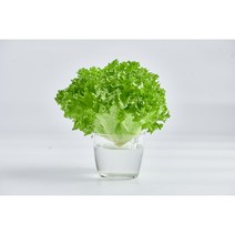 [당일수확] 유러피안샐러드 프리미엄 샐러드용야채 프릴아이스 1kg, 1개
