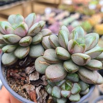 한아름 다육이 베란다 다육식물, 7번 홍포도, 1개
