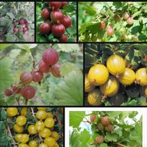 구즈베리 나무묘목 5주