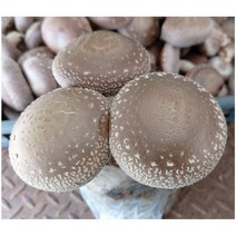 표고버섯 배지 1+1 키우기 키트 재배 배양 종균 키드 무농약 친환경 농장 집에서 아이와 버섯 기르기 학교 놀이방 어린이집 유치원 복지관 자연 체험학습 참나무톱밥 대량주문문의환영, 2개