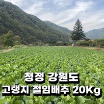 영월고랭지절임배추 인기 상품 추천 목록