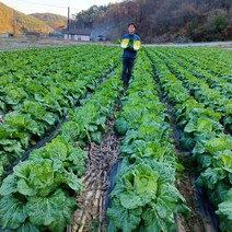 강원도 고랭지 달파니스 농장 절임배추 절인배추 김장배추 20kg, 23년2월09일출발-2월10일도착