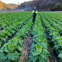 배추절임 인기 순위비교