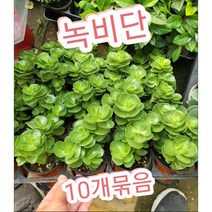 꽃나라엘리스 녹비단-10개묶음-가시없는 선인장이라고도 할수 있죠