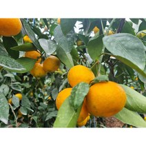제주 하우스 감귤 고당도 황금 감귤 프리미엄과 1.5kg / 2.5kg, 프리미엄과 _ 1.5kg, 1개