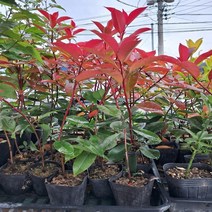 틔움해찬농원 레드로빈 홍가시 나무 포트묘 5주 SET 조경수 생울타리 관상수, 레드로빈 홍가시 포트묘 5주 SET, 1개