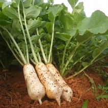 고창황토밭 알타리무 총각무 14kg 알타리 지호네농장, 1box, 알타리무우_10kg내외