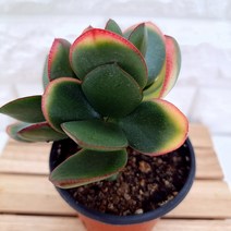 빨간 염좌금 황금염좌 크라슐라 속 염자 다육, 1개