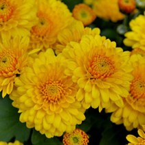 모종/향기국화(가든멈)-노랑(겹꽃) 10cm포트/5개 km004