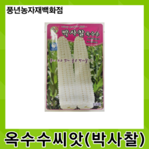 박사찰옥수수 150립/통이 크고 맛이 좋은 박사찰 옥수수 씨앗
