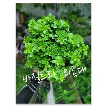 바질트리 외목대 02 특 공기정화식물/미세먼지/공기정화효과 공기정화식물