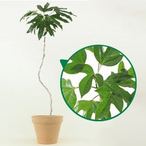 S자 황칠나무 대형 토분EV19 19x16cm