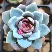 짱짱하고 곱게 물든 다육이 10종 모아보기, 7번 트럼소