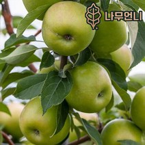 사과나무 유실수 나무언니, 아오리사과 접목1년 특묘