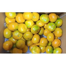 제주 노지감귤 제주감귤 중대과 5kg 10kg 극조생 10월5일 출고 예약판매, 01.극조생 제주 노지감귤 중대과 5kg, 1개
