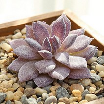 (주)아트인 인조 다육 식물(M09), 다홍, 1개