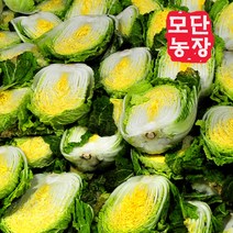 [모단농장]괴산절임배추 20kg/배추작황풍년(6~9포기), 11월 22일발송-23일도착