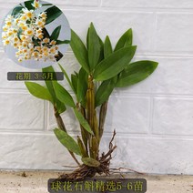 구화석곡 덴드로비움 노란색꽃 분재 양란 Dendrobium thyrsiflorum, 02. 5-6촉(화분 불포함)