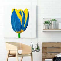 셀러허브 블루 엔 옐로우 튤립 No1 화사함이 가득한 꽃 액자 3호, 직사각형(27x19cm)／캔버스액자(옆면연장)