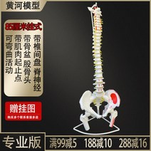 인체 척추 모형 1대1 성인 척추뼈 모형 경추 요추 인간의 뼈 모델 골격, 85cm D + 1개