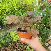 휴케라 휴체라 소품 야생화 색상랜덤 10~30cm 29