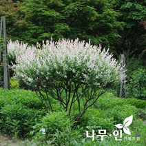 [나무인] 삼색버드나무(삼색버들) 화이트핑크샐릭스 묘목 5그루