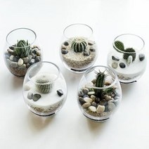 러브피어리 테라리움 다육 DIY KIT 러브피어리 테라리움 kit(월동자)+포장, 러브피어리 테라리움kit(월동자),선물포장, 옵션선택