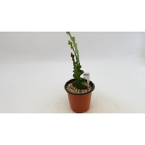 피쉬본 다육, 1개