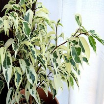 무늬벤자민고무나무/6치화분묘(2개)/묘목/k1031