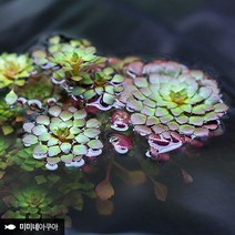 바보사랑 루드위지아 세디올데스 2줄기 (부상수초 수생식물).미미네아쿠아
